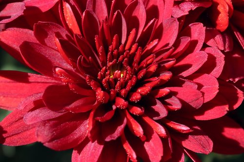 chrysanthemum  autumn  flowers