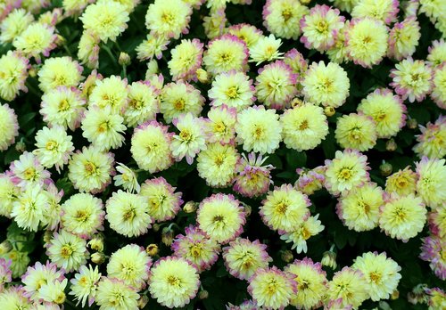chrysanthemum  flowers  small flowers