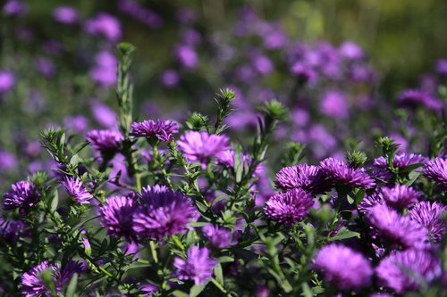 chrysanthemum  flowers  nature