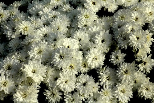 chrysanthemum  white flowers  flowers