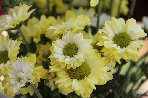 chrysanthemum  flower  yellow