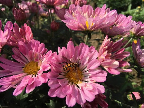 chrysanthemum  flowers  autumn