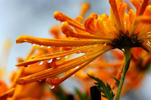 chrysanthemum  dew  nature
