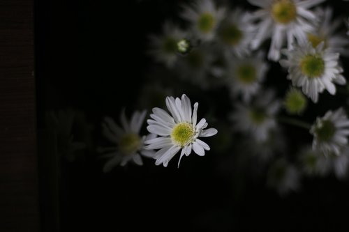 chrysanthemum  vietnam  flower