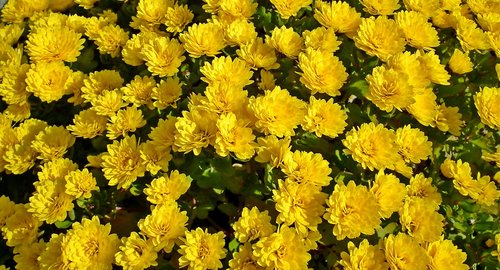 chrysanthemum  flowers  yellow