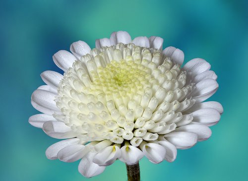 chrysanthemum  flower  white