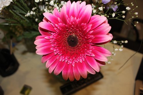 chrysanthemum  pink  flower