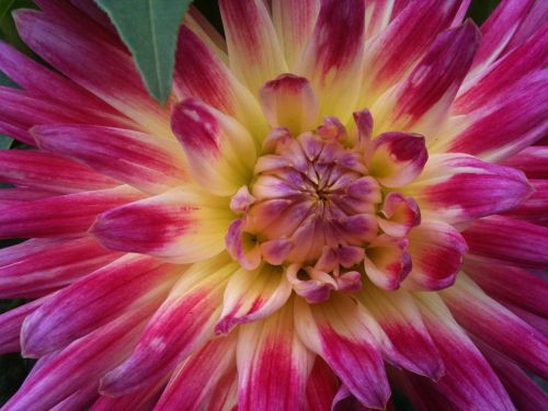 chrysanthemum pink closeup