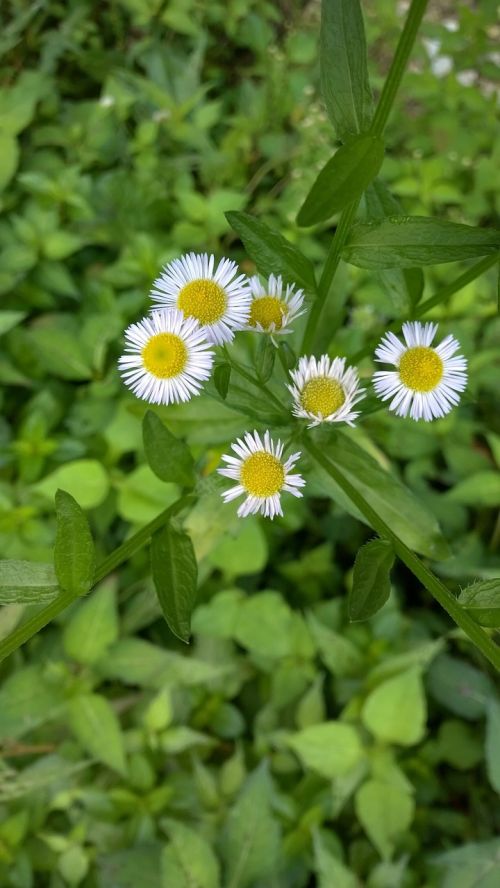 chrysanthemum little flower the wild