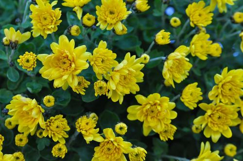 chrysanthemum flower yellow