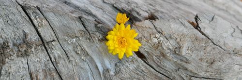 chrysanthemum yellow wood