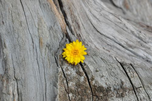 chrysanthemum yellow wood