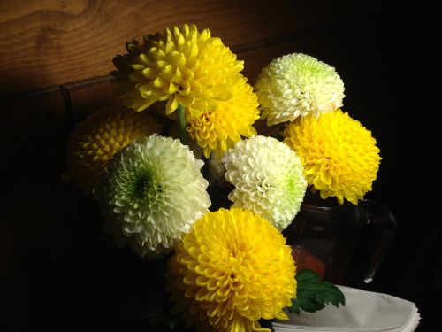 chrysanthemum flowers kkotsong