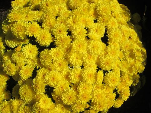 chrysanthemum garden flower