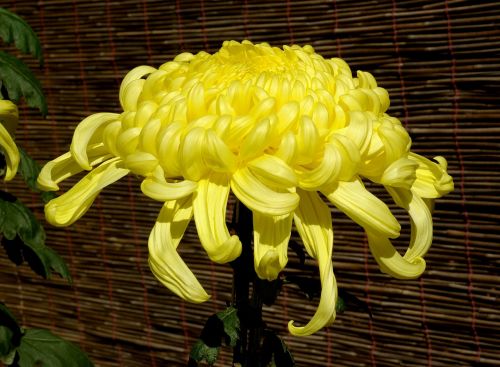 chrysanthemum flower bloom