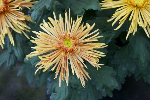 chrysanthemum flower bloom