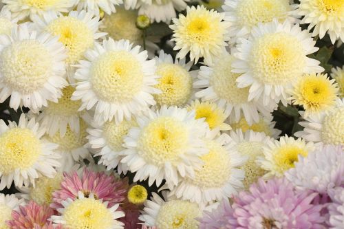 chrysanthemum flower nature