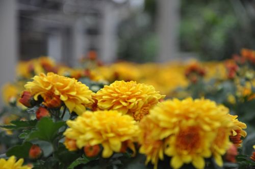 chrysanthemum flower microjoule