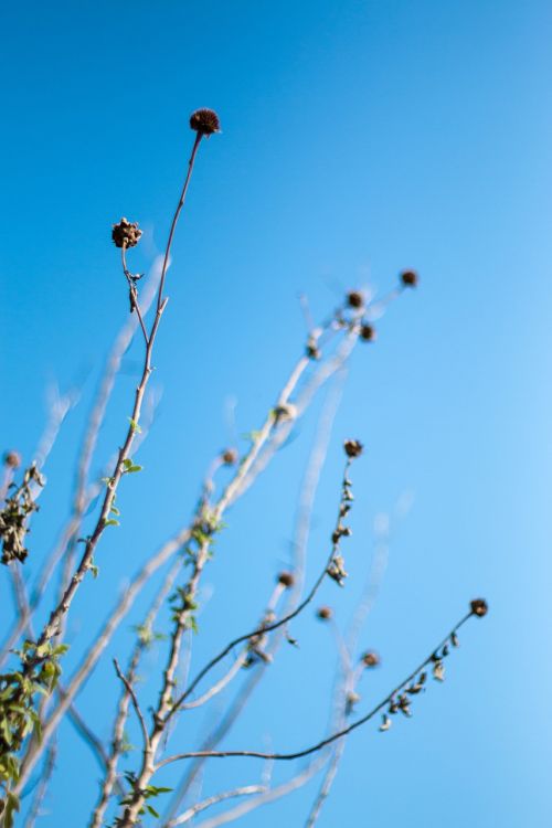 chrysanthemum die blue sky