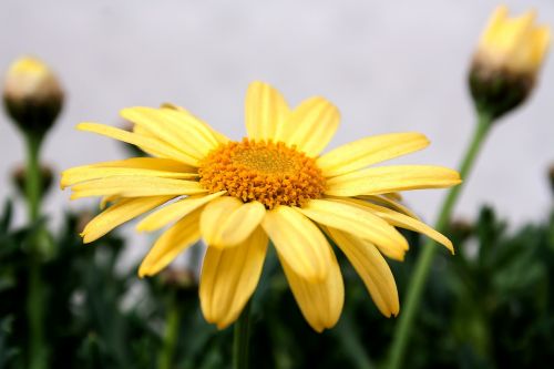 chrysanthemum yellow macro