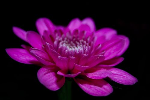 chrysanthemum purple blossom