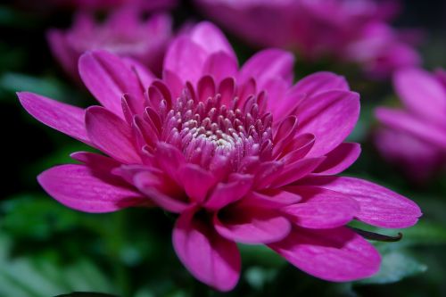 chrysanthemum purple blossom