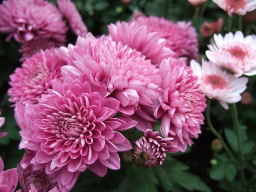 chrysanthemum flower chrysanthemum exhibition