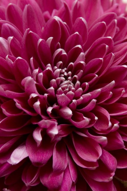 chrysanthemum closeup raspberry