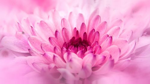 chrysanthemum close flower