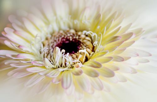 chrysanthemum close flower