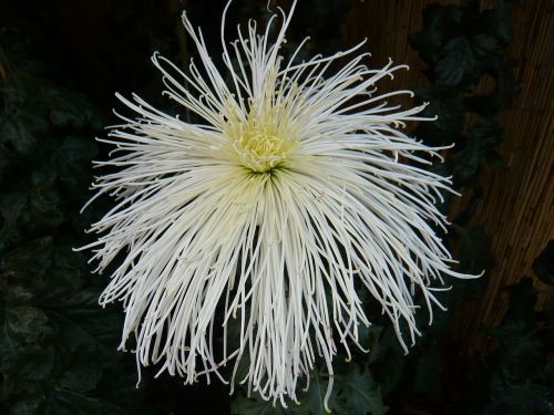 chrysanthemum flower blossom