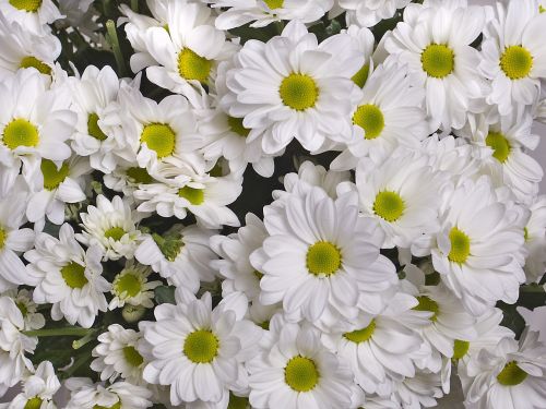 chrysanthemum white flowers