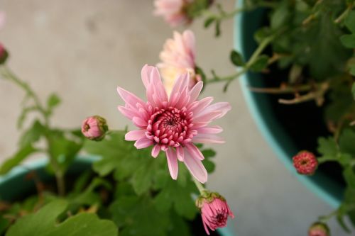 chrysanthemum flower autumn