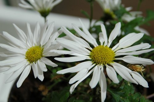 chrysanthemum daisy  white flower  original from korea