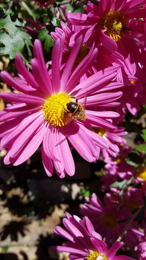 chrysanthemum flower autumn bee