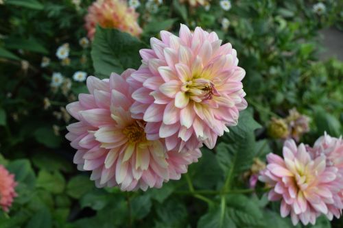 chrysanthemum flower flowers pink