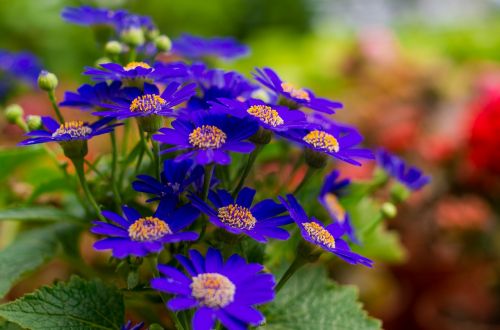 chrysanthemum stone wild flowers blue petals