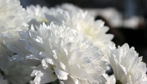 chrysanthemums chrysanthemum bloom