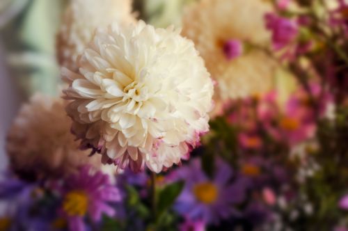 Chrysanthemums