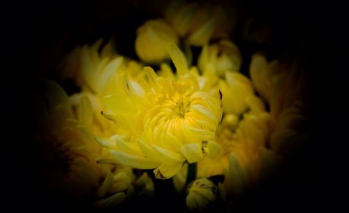 chrysanthemums yellow november