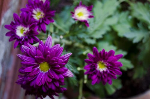 chrysanthemums flower garden