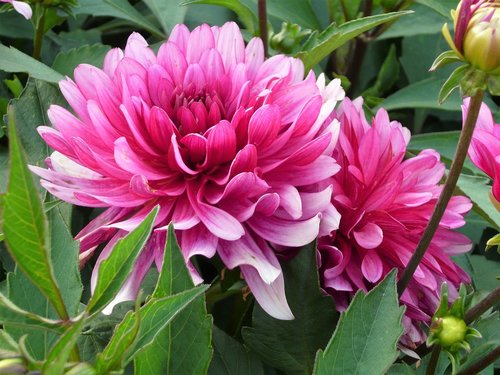 chrysanthemums  flower  plant