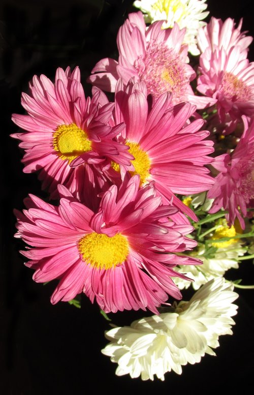 chrysanthemums  flowers  nature