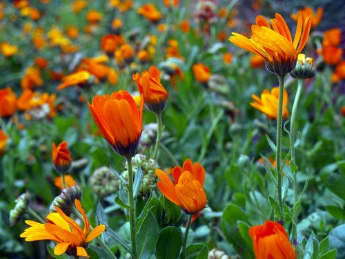 chrysanthemums  wild flowers  flowery field