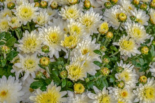 chrysanthemums  chrysanthemum  bloom