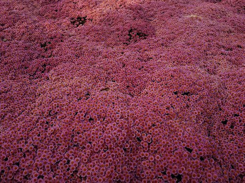 chrysanthemums  field  pink