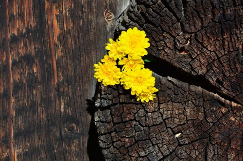 chrysanthemums yellow wood