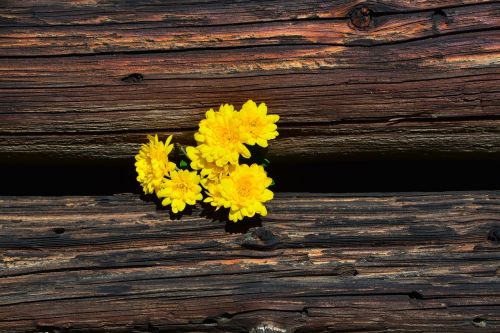 chrysanthemums yellow wood