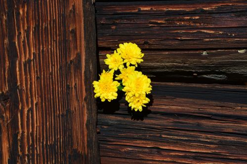 chrysanthemums yellow wood