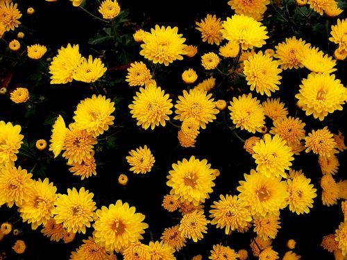 chrysanthemums flowers yellow